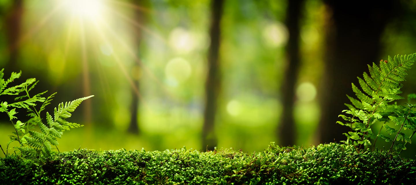 SpürenSuche Waldstimmung